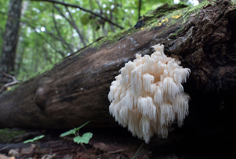 Lion's Mane 101 | Brain Health & Cognitive Benefits